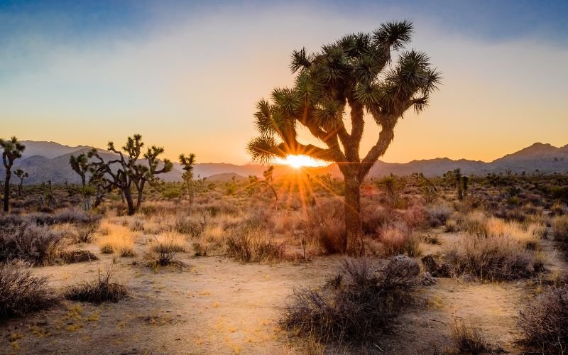 Joshua Tree road trip