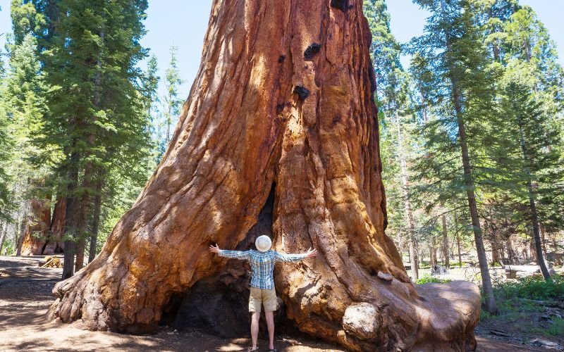 Sequoia California Park
Sequoia and Kings Canyon National Parks