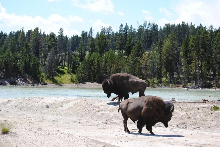 Bison in Yellowstone Park