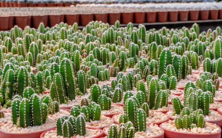 Cacti Park Things to Do and Visitor Tips