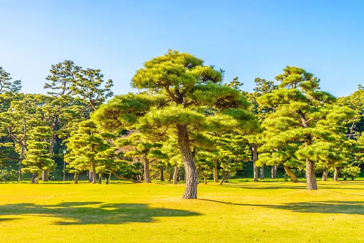 Things to do in Cedar Park