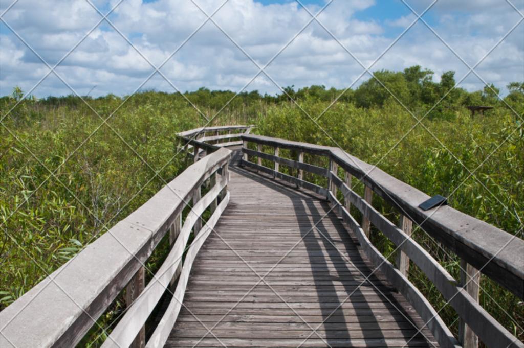 Anhinga Trail